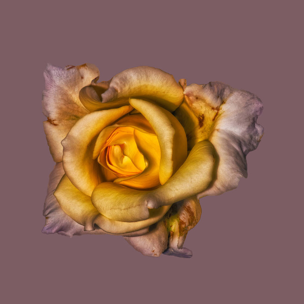 Beaux-arts nature morte fleur macro d'une fleur rose jaune avec texture détaillée sur fond de couleur mûre dans un style de peinture vintage surréaliste
 - Photo, image
