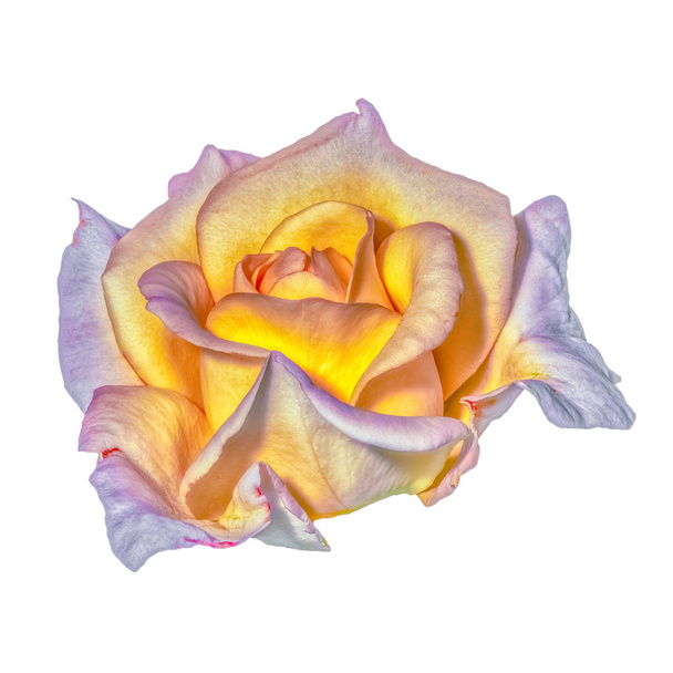 Образотворче мистецтво натюрморт яскравий пастельний колір квітки макрос жовтого рожевого розквіту троянди з детальною текстурою на білому тлі в стилі сюрреалістичного вінтажного живопису
 - Фото, зображення