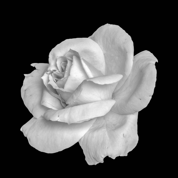Monochrom feine Kunst Stillleben florale Makroblume Bild einer einzigen isolierten hellen weißen Rosenblüte, schwarzer Hintergrund, detaillierte Textur, Vintage-Malstil  - Foto, Bild