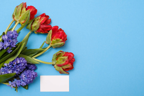 Kırmızı lale ve sümbül mavi çiçekler boşaltmak ile renkli bir arka plan üzerinde mevcut kart olarak. - Fotoğraf, Görsel