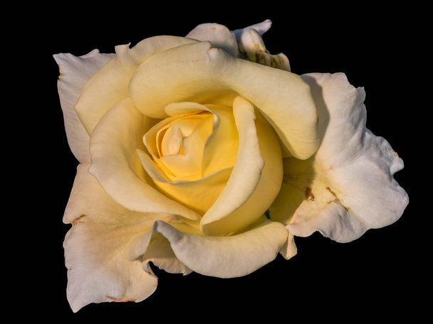 Bellas artes bodegón color intenso flor vista superior macro foto de una flor de rosa blanca amarilla con textura detallada sobre fondo negro
 - Foto, Imagen