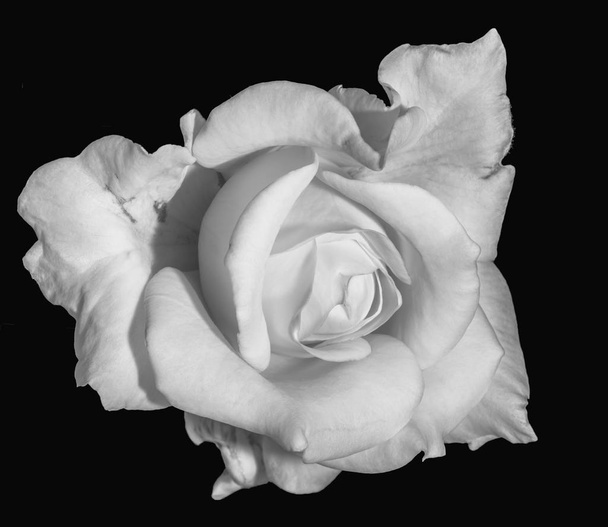 Yksivärinen hieno taide asetelma kukka makro kukka kuva yksittäinen eristetty valkoinen ruusu kukka, musta tausta, yksityiskohtainen rakenne, vintage maalaus tyyli
  - Valokuva, kuva