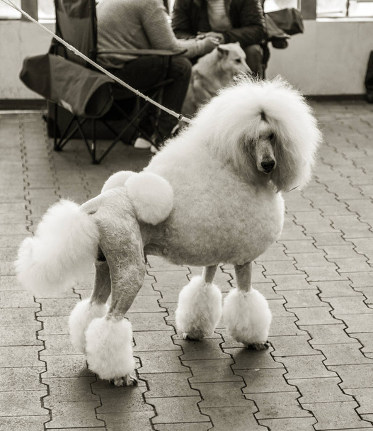 Charmant gros caniche blanc avec belle coupe de cheveux à la mode au salon canin
 - Photo, image