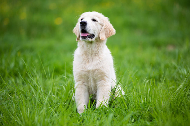 Golden retriever puppy on a green meadow - Photo, Image