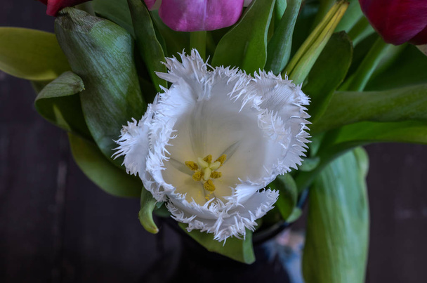 花瓶にマルチカラーの咲いたチューリップの花 - 写真・画像
