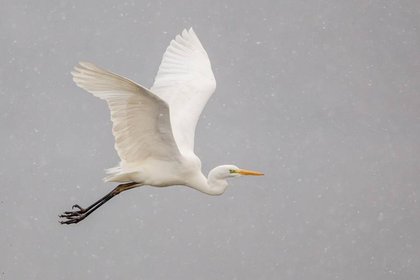 Grande Egret o Grande Airone Bianco in volo
 - Foto, immagini