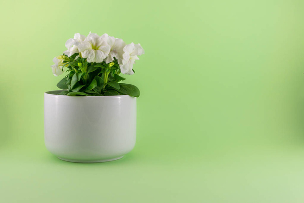 Isolated white petunias on green background - Foto, afbeelding