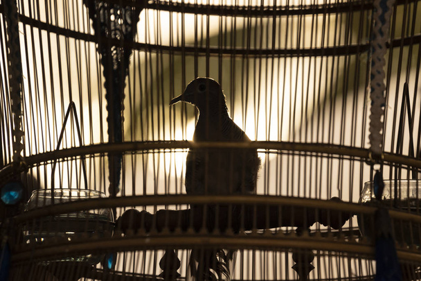 A jailbird in the bamboo cage - Photo, Image