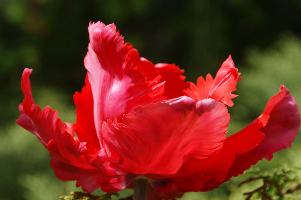 tulipano - Foto, immagini