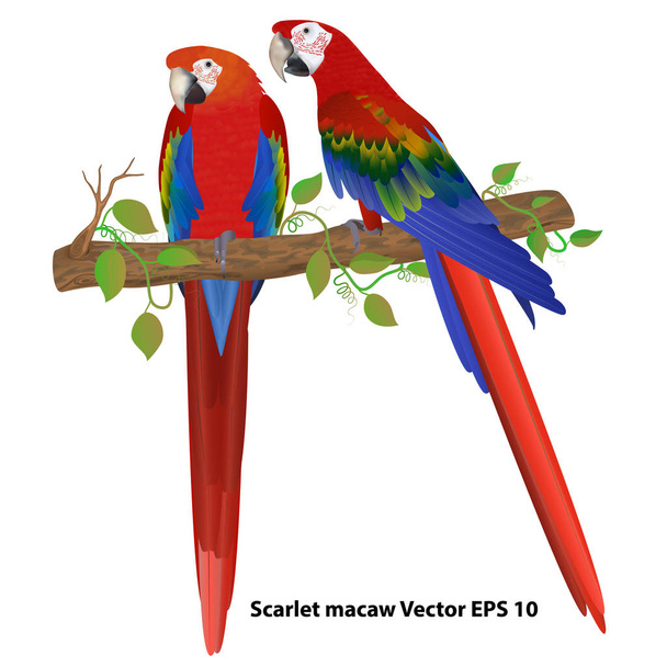 пара алых ара на ветке, изолированные
 - Вектор,изображение