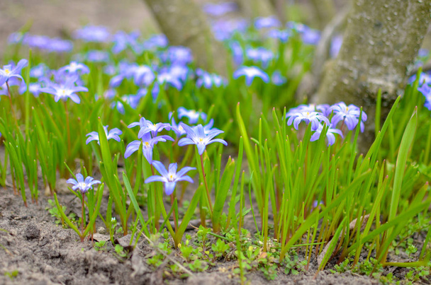 Flores de Scilla blancas y púrpuras creciendo salvajemente en un campo
 - Foto, imagen