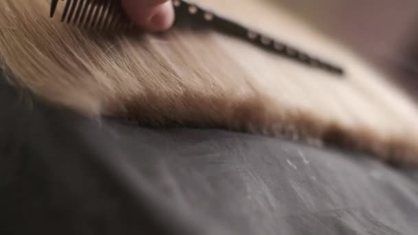 Der Friseur balanciert die goldenen Haarspitzen der jungen Blondine - Filmmaterial, Video