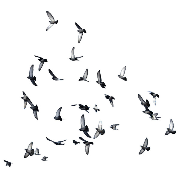 Stado latających gołębi na białym tle. Izolowanie - Zdjęcie, obraz