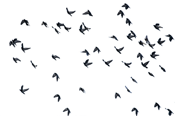 A flock of flying pigeons on a white background. Isolate - Photo, Image
