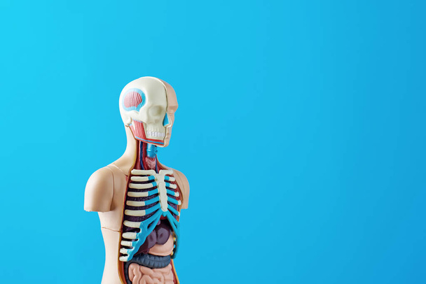 Ανατομικό μοντέλο του ανθρώπινου σώματος με εσωτερικά όργανα σε μπλε φόντο. Ανατομία σώμα μανεκέν - Φωτογραφία, εικόνα