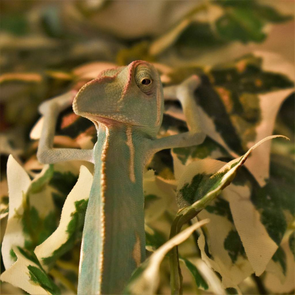 junges grünes Chamäleon auf Blättern - Foto, Bild