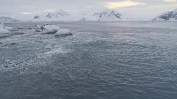 Arctique gentoo troupeau de pingouins aller à terre vue aérienne
 - Séquence, vidéo