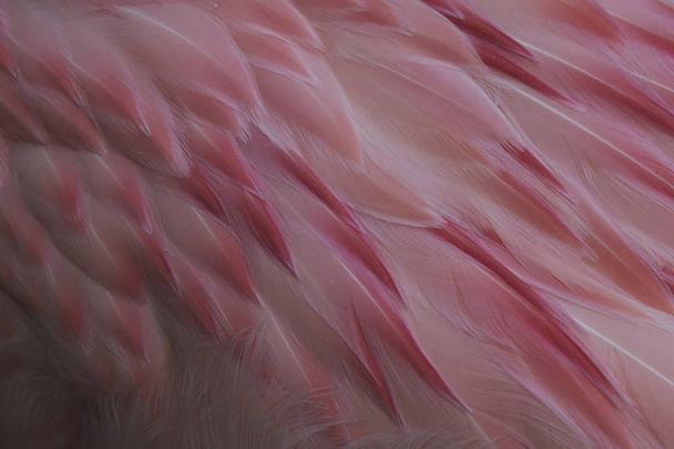 Details des rosa-weißen, zarten Gefieders des Rückens eines andinen Flamingos (phoenicoparrus andinus)) - Foto, Bild