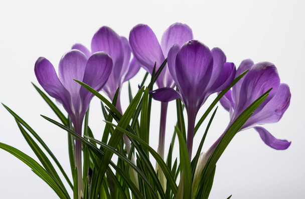 closeup of lilac crocuses on white background. spring mood. selective focus - 写真・画像