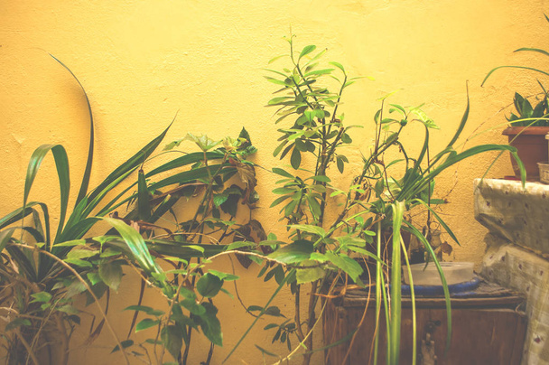 Γλάστρες με πράσινα houseplants σε εσωτερικούς χώρους. - Φωτογραφία, εικόνα