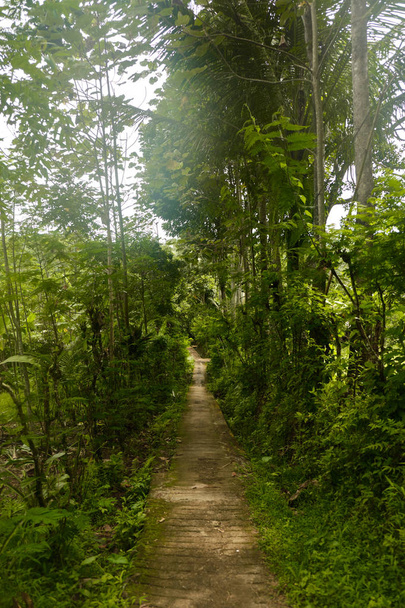 Narrow path leading to the jungle. - Fotó, kép