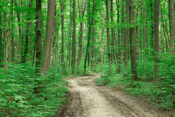 green Forest trees. nature green wood sunlight backgrounds - Zdjęcie, obraz