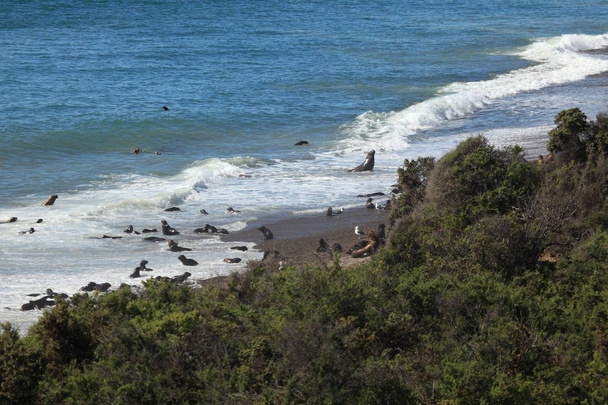 アルゼンチンのバルデス半島のシール - 写真・画像