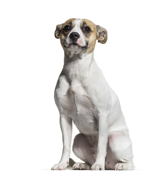 karışık-breed köpek, 1 yaşında, beyaz adam oturan - Fotoğraf, Görsel