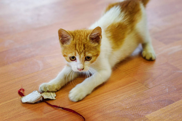 kittenkitten spelen met speelgoed op een houten vloer - Foto, afbeelding