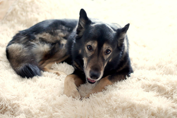 ein niedlicher charmanter Schäferhund mit dunklem Fell liegt auf einer flauschigen Bettdecke herum - Foto, Bild