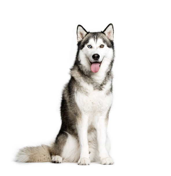 Siberian Husky, 9 months old, sitting in front of white backgrou - Foto, afbeelding