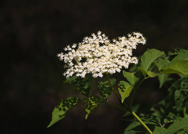 Kwitnący czarnego bzu. Kwiatostan z czarnego bzu (Sambucus nigra), makro - Zdjęcie, obraz