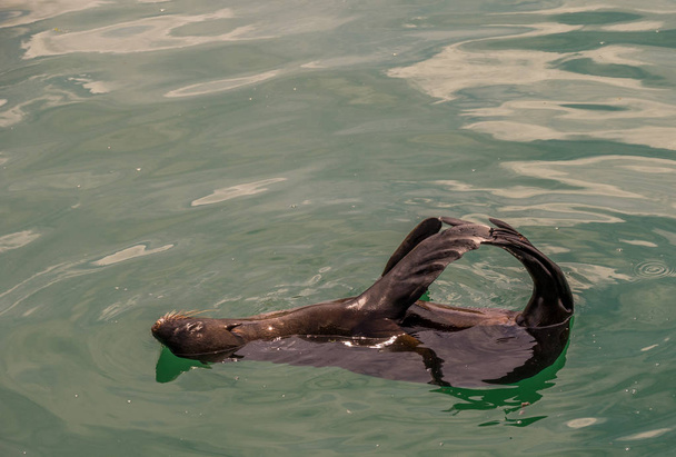 Cape fur seal gioca tranquillamente nella fresca acqua dell'oceano al largo dell'immagine costa sudafricana con spazio copia in formato orizzontale
 - Foto, immagini