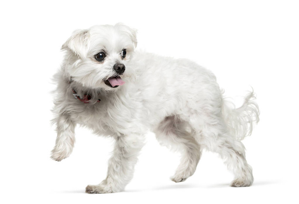 Mixed-breed dog in front of white background - Foto, Bild