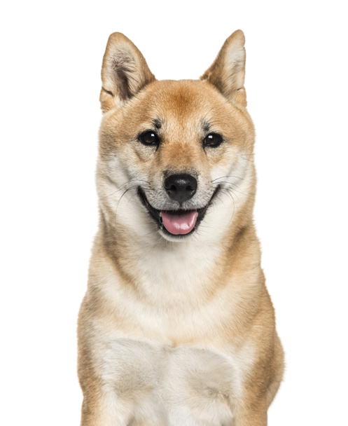 Shiba Inu, 2 years old, in front of white background - Photo, image