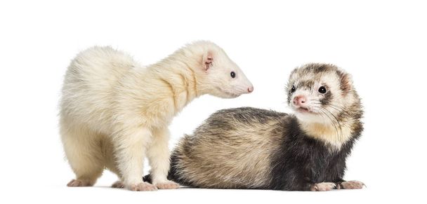 Ferret, 1 year old, lying in front of white background - Photo, Image