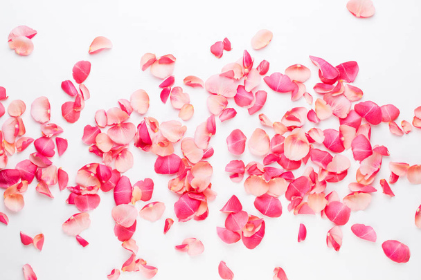Valentine's Day. Rose flowers petals on white background. Valent - Фото, зображення