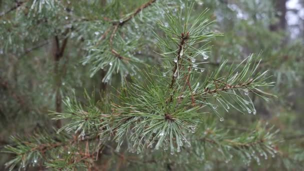 spring green prickly pine branch with raindrops. - Video, Çekim