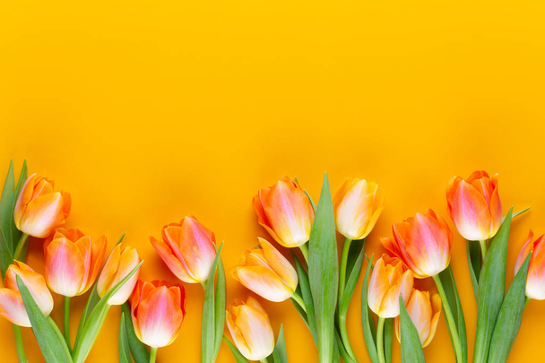 Yellow pastels color tulips on yellow background. - Photo, Image