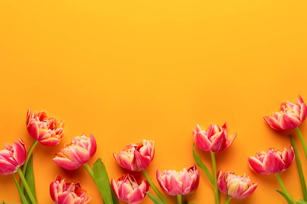 Spring flowers, tulips on pastel colors background. Retro vintag - Photo, image
