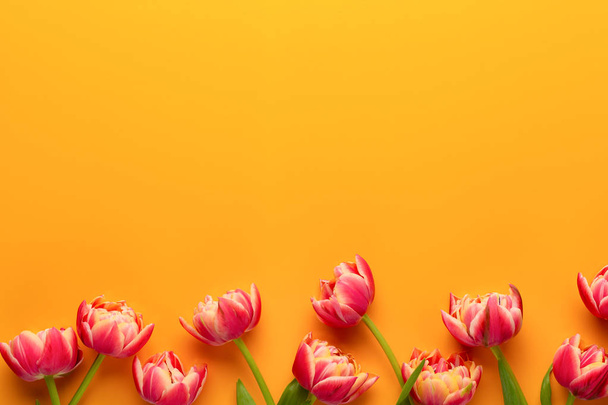 Spring flowers, tulips on pastel colors background. Retro vintag - Φωτογραφία, εικόνα