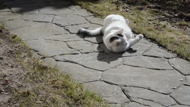 cat enjoying the sun wallow on the track wash - Footage, Video