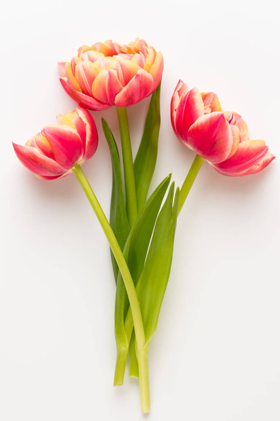 Spring flowers, tulips on pastel colors background. Retro vintag - Foto, Bild