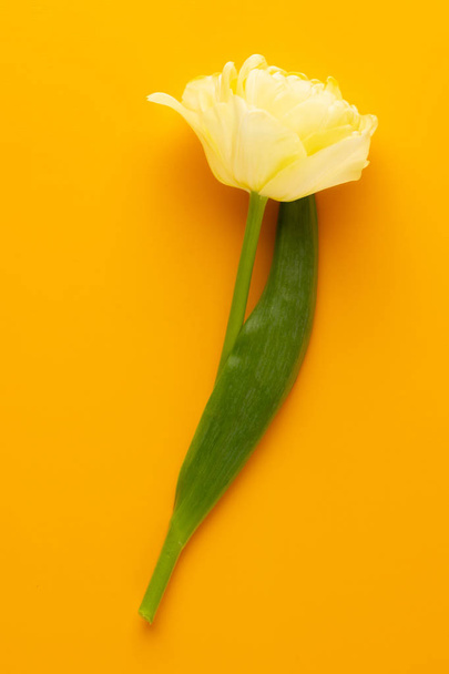 春の花はパステルカラーの背景にチューリップ。レトロヴィンテージ - 写真・画像