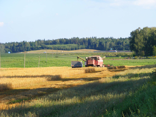 Combineren van harvester lost oast in naar auto trailer - Foto, afbeelding