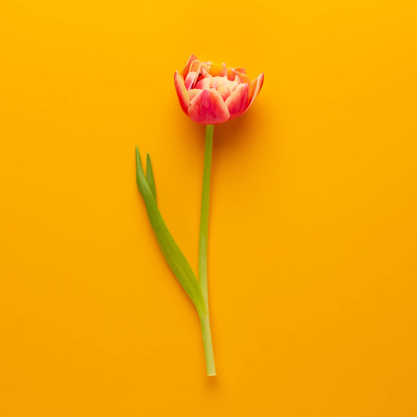 Spring flowers tulips on pastel colors background. Retro vintage - 写真・画像