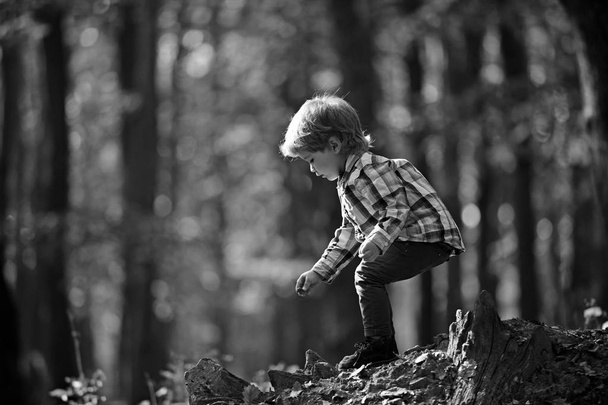Child play in autumn forest. Child on fresh air outdoor - 写真・画像
