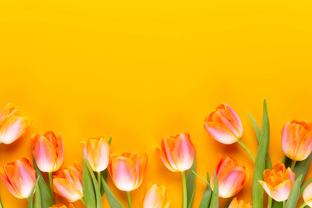 Yellow pastels color tulips on yellow background. - Foto, immagini