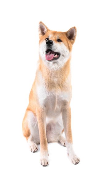 Lindo perro Akita Inu sobre fondo blanco
 - Foto, imagen
