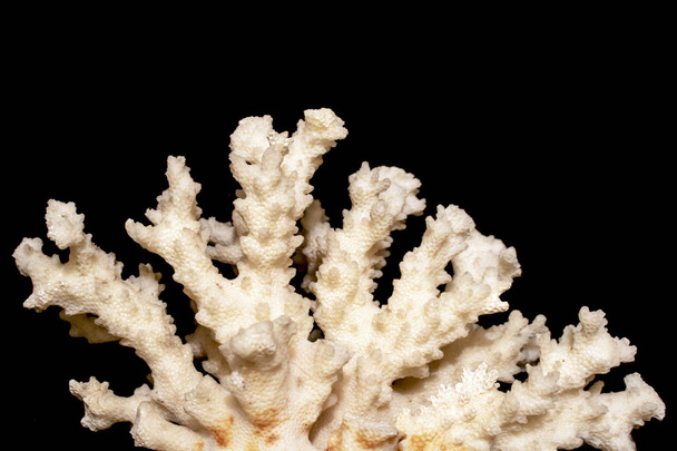 Pièce de corail blanc Gros plan sur fond blanc
 - Photo, image
